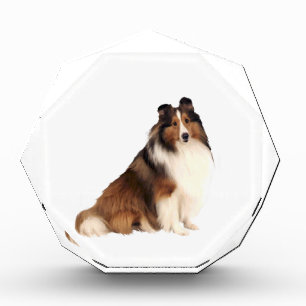 Shetland Sheepdog (A) - Sable and white Award