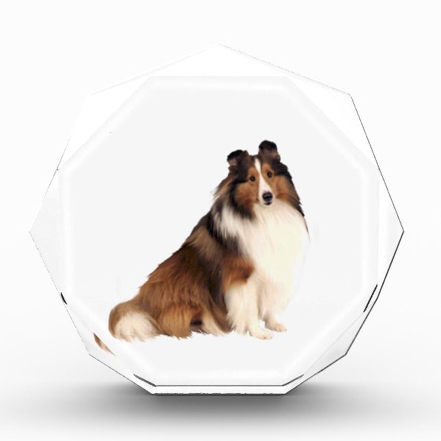 Shetland Sheepdog (A) - Sable and white Award (Front)