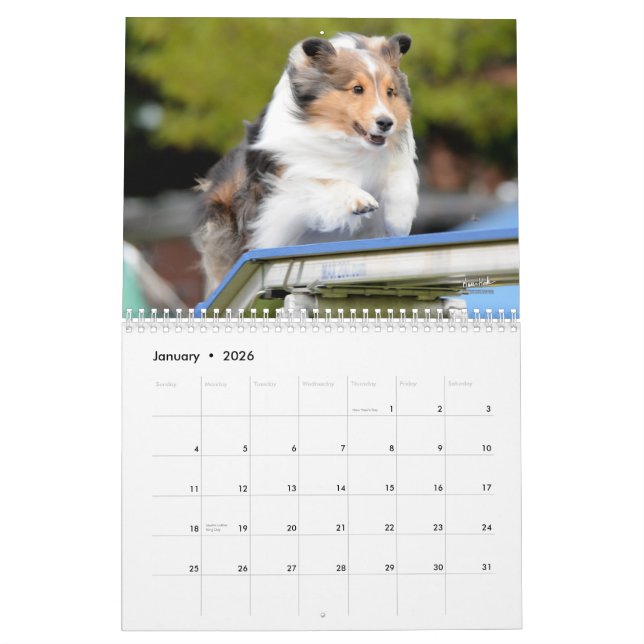 Shetland Sheepdog Agility Calendar (Jan 2026)