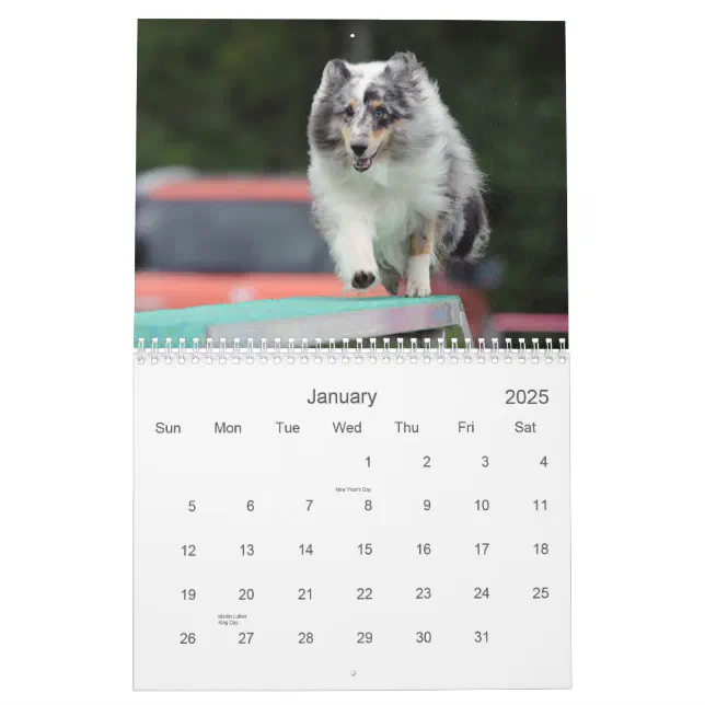 Shetland Sheepdog Agility Calendar Zazzle