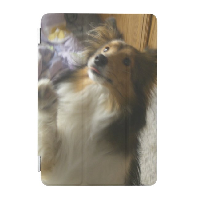 Shetland Sheepdog Begging iPad Mini Cover (Front)