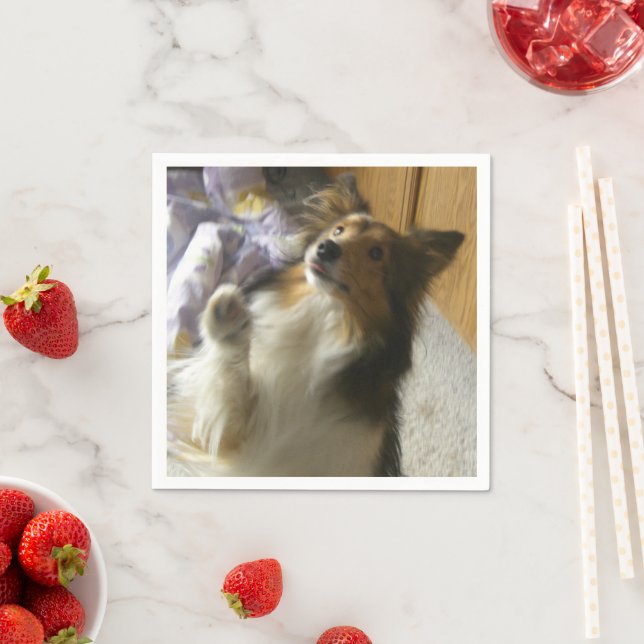 Shetland Sheepdog Begging Napkins (Insitu)