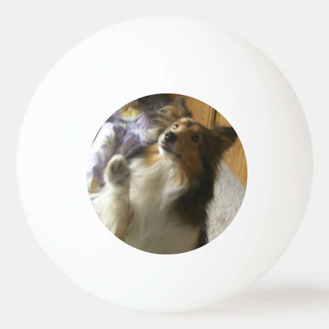 Shetland Sheepdog Begging Ping Pong Ball (Front)