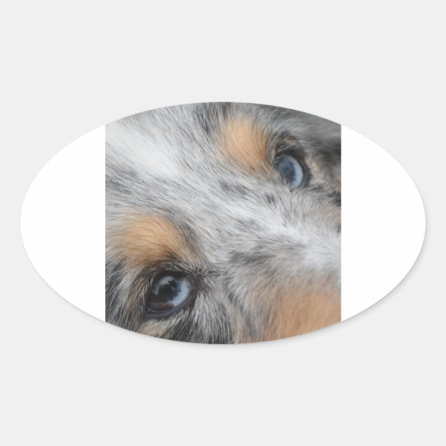 Shetland Sheepdog Blue Merle Eyes Oval Sticker (Front)