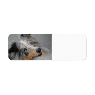 Shetland Sheepdog Blue Tri Label