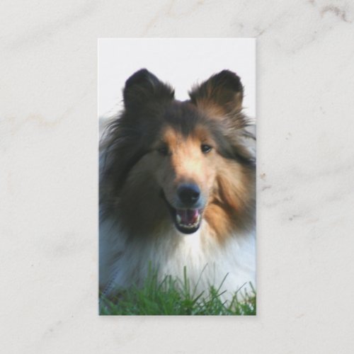 Shetland Sheepdog business cards