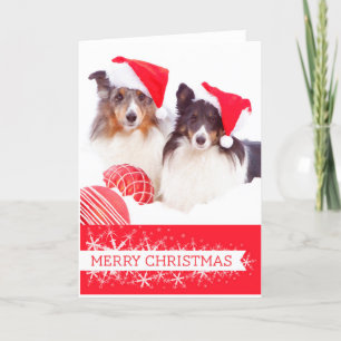 Shetland Sheepdog Christmas Greeting Card
