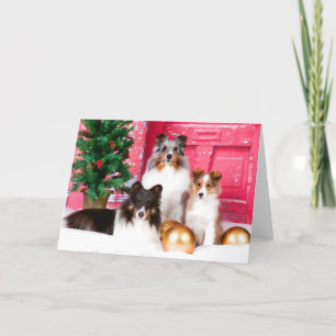 Shetland Sheepdog Christmas Greeting Card
