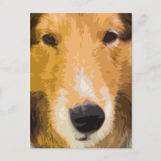 Shetland Sheepdog Close-Up Postcard (Front)