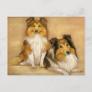 Shetland Sheepdog Dog Art Postcard