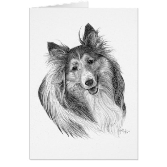 Shetland Sheepdog Drawing by Glenda S. Harlan