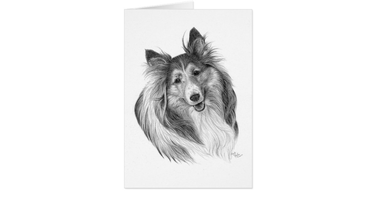 Download Shetland Sheepdog Drawing by Glenda S. Harlan | Zazzle.com