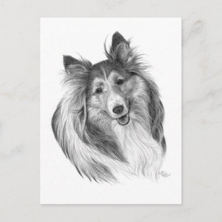 Shetland Sheepdog Drawing by Glenda S. Harlan Postcard