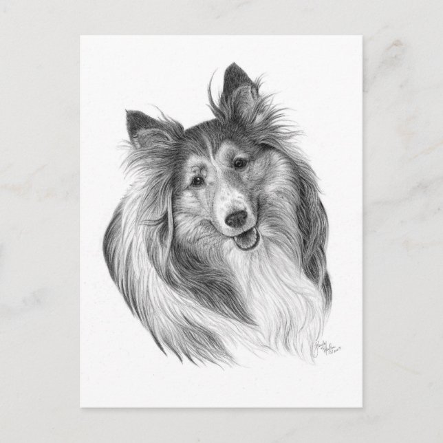 Shetland Sheepdog Drawing by Glenda S. Harlan Postcard (Front)