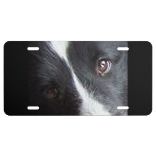 Shetland Sheepdog Eyes License Plate