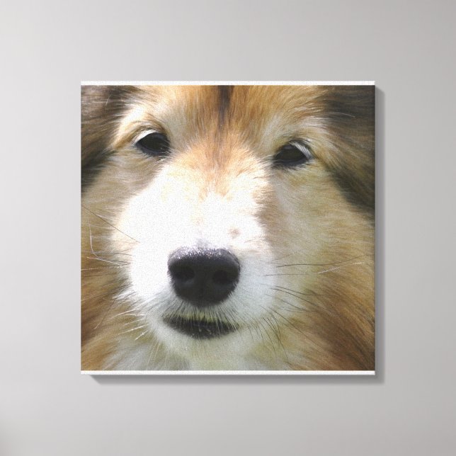 Shetland Sheepdog Face Canvas Print (Front)