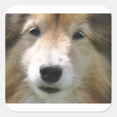 Shetland_Sheepdog face Square Sticker