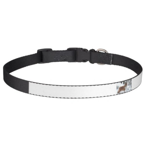 shetland sheepdog fullpng pet collar