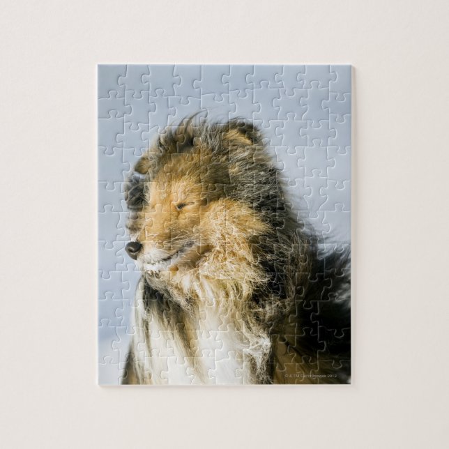 Shetland Sheepdog Jigsaw Puzzle (Vertical)