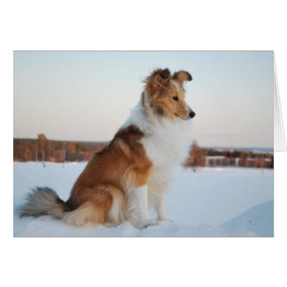 Shetland sheepdog paper product cards