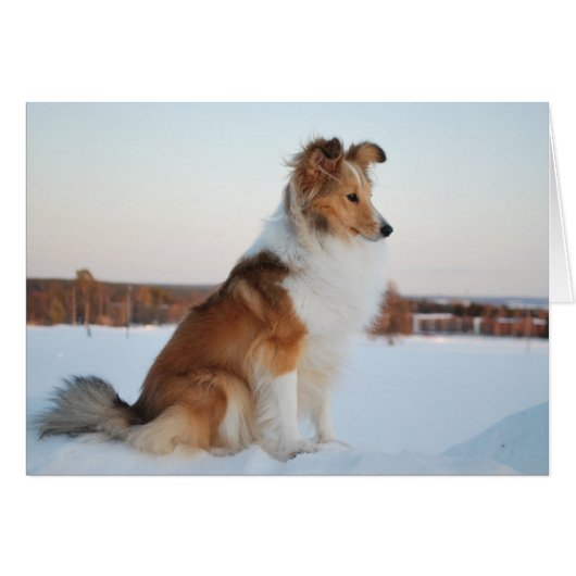 Shetland sheepdog paper product cards (Front Horizontal)