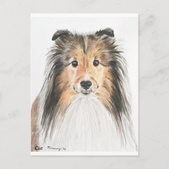 Shetland Sheepdog Postcard (Front)