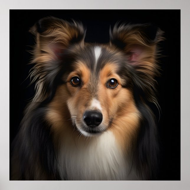Shetland Sheepdog Poster (Front)