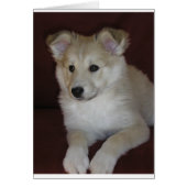 shetland sheepdog puppy (Front)