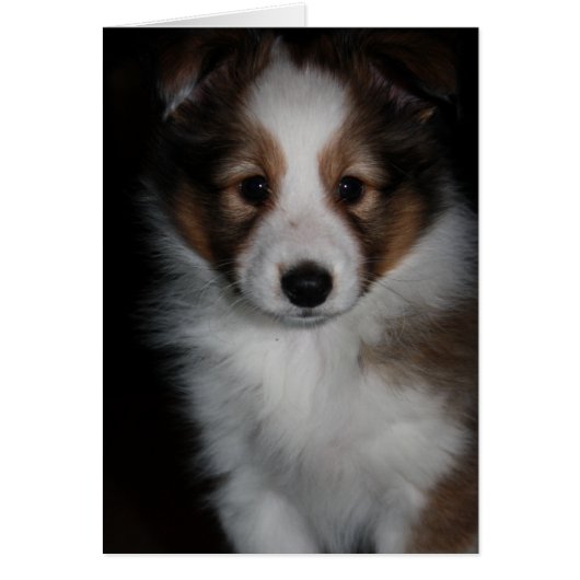 Shetland Sheepdog Puppy Cards (Front)