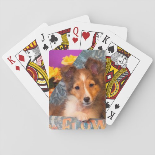 Shetland Sheepdog puppy in a hat box Poker Cards