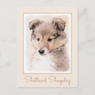Shetland Sheepdog Puppy Painting Original Dog Art Postcard