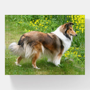 Shetland Sheepdog - Sheltie Dog Paperweight
