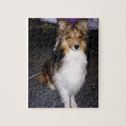 shetland sheepdog sitting 2 jigsaw puzzle