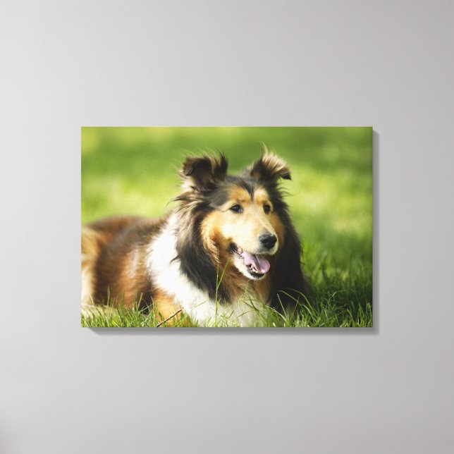 Shetland Sheepdog sitting on the grass Canvas Print (Front)