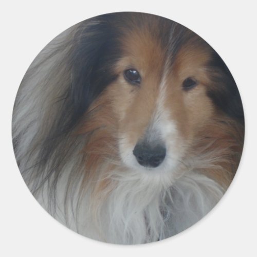 Shetland Sheepdog Stickers