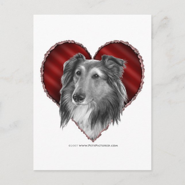 Shetland Sheepdog with Heart Postcard (Front)
