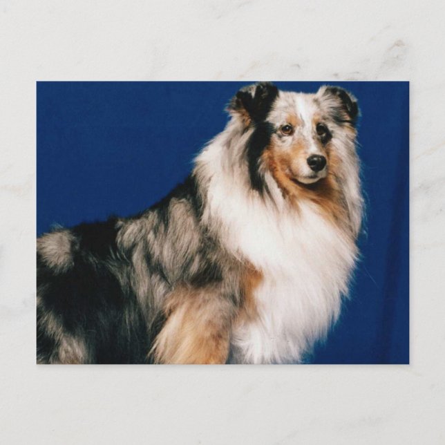 Shetlie (Merle) Postcard (Front)