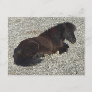 Shettland Pony Miniature Horse Stallion Animal Postcard