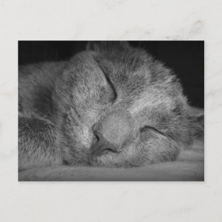 Shhhh..... Postcard