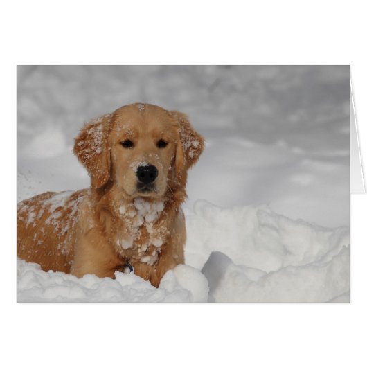 Shhhh, Snow! Cards (Front Horizontal)