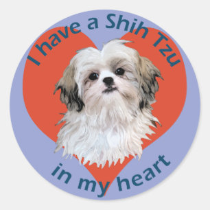 Shi Tzu in My heart Classic Round Sticker
