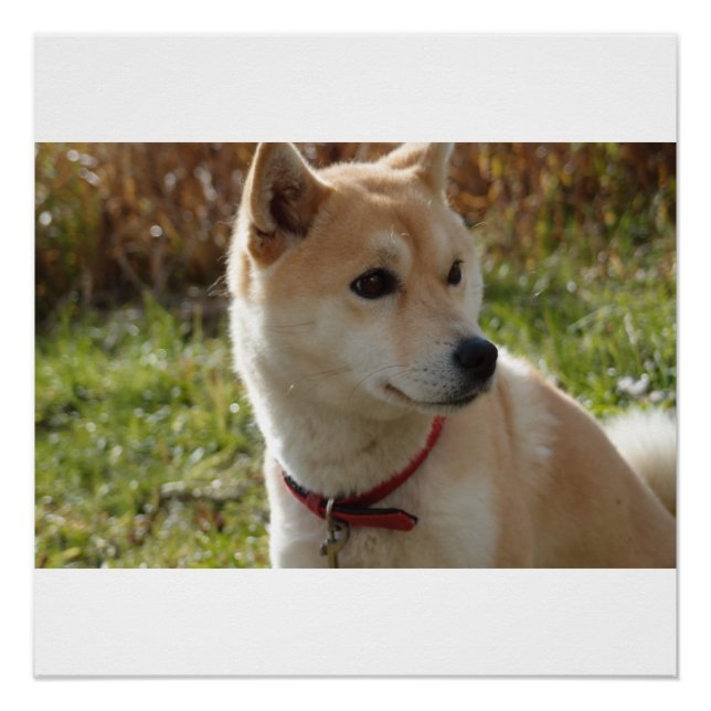 shiba cream poster (Front)
