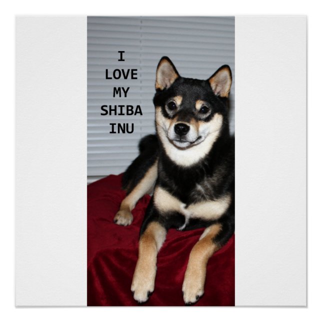 shiba full black and tan love w pic poster (Front)