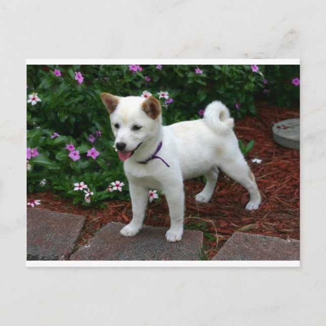 shiba-inu-cream pup postcard (Front)