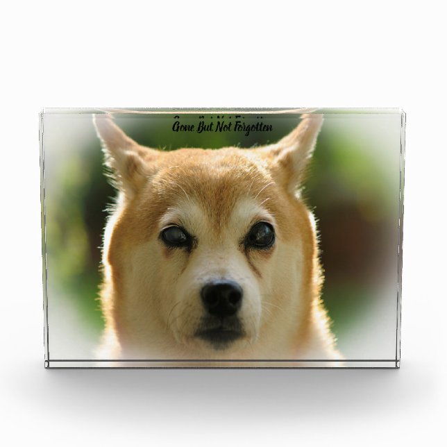 Shiba Inu Dog Acrylic Award (Front)