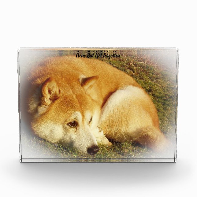 Shiba Inu Dog Acrylic Award (Front)