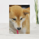 Shiba Inu Dog  Greeting Card