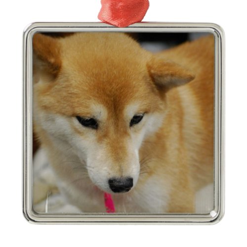 Shiba Inu Dog  Ornament