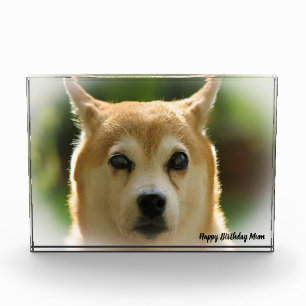 Shiba Inu Dog. Photo Block