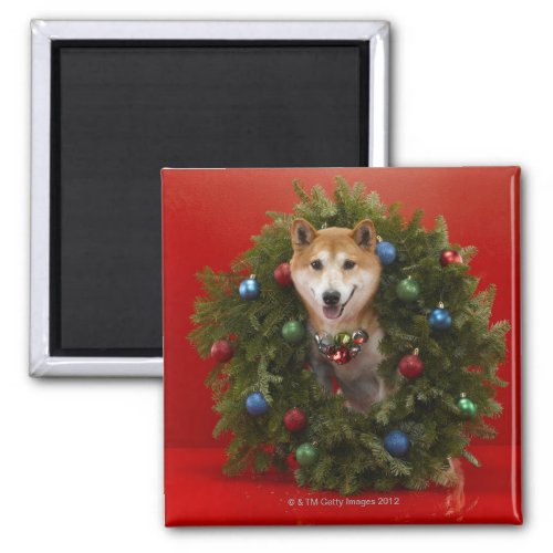 Shiba Inu dog sitting in Christmas wreath Magnet
